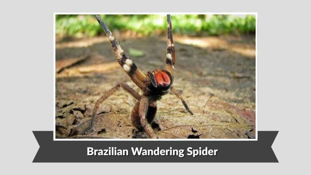 Brazilian Wandering Spider (Phoneutria nigriventer)