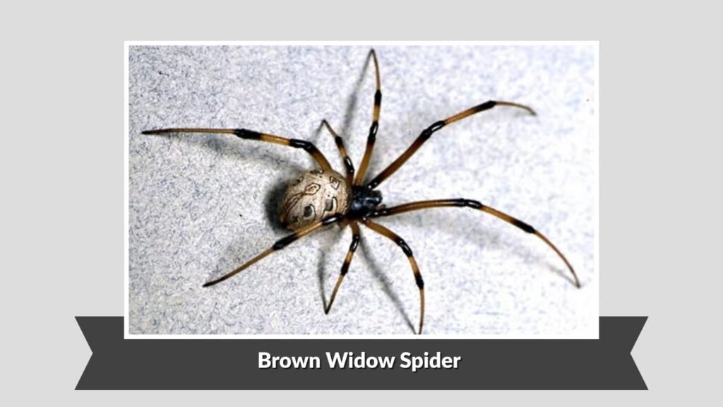 Brown Widow Spider (Latrodectus geometricus)