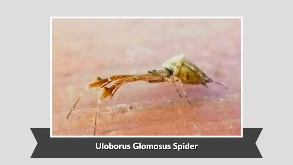  Uloborus Glomosus Spider (Uloborus glomosus)