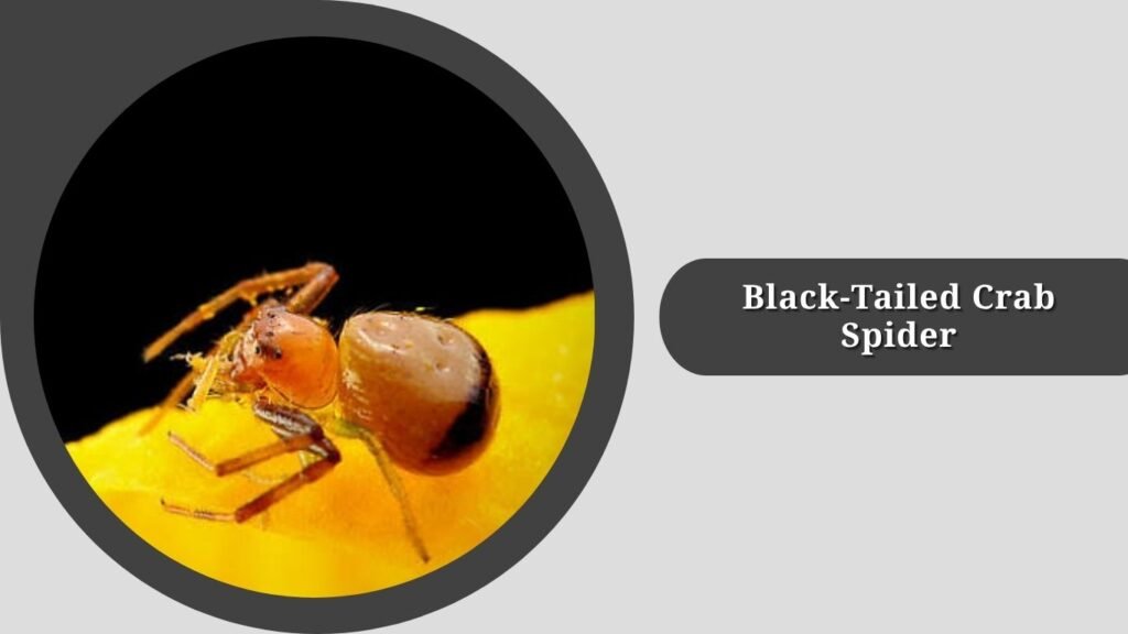 Black-Tailed Crab Spider (Synema parvulum)