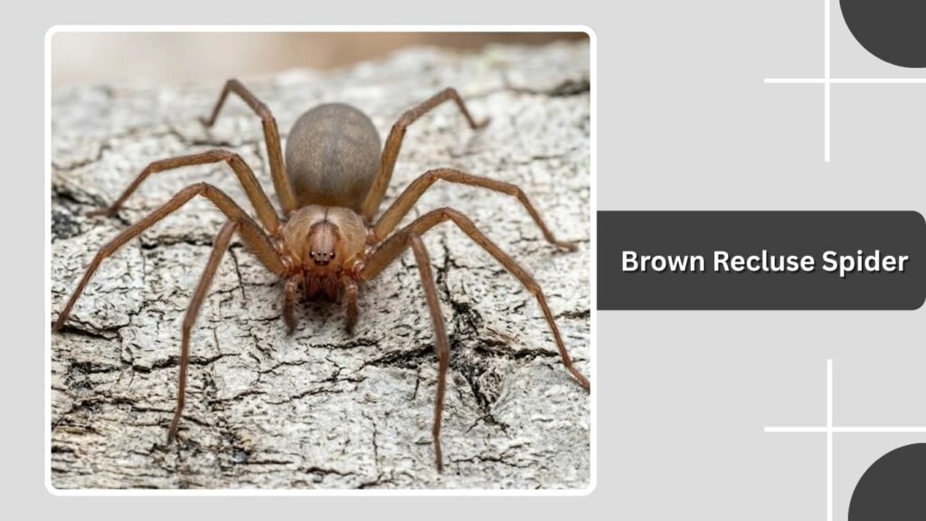 Brown Recluse Spider