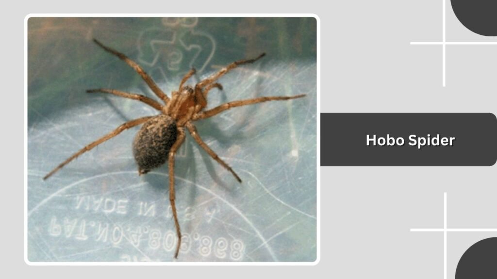 Hobo Spider