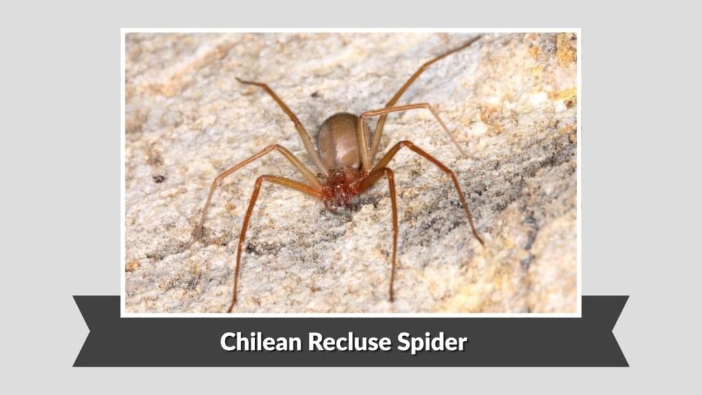 Chilean Recluse Spider (Loxosceles laeta)