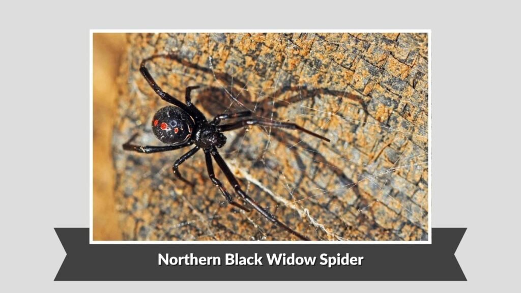  Northern Black Widow Spider (Latrodectus variolus)