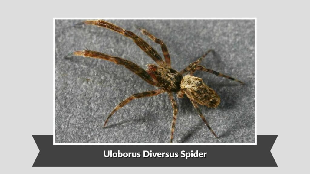 Uloborus Diversus Spider (Uloborus diversus)