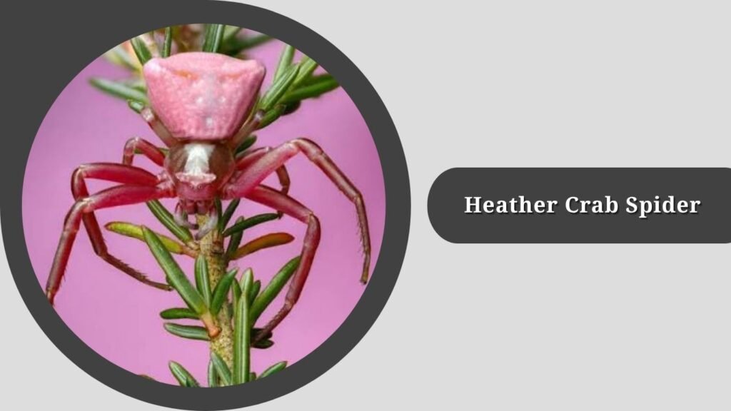 Heather Crab Spider (Thomisus onustus)