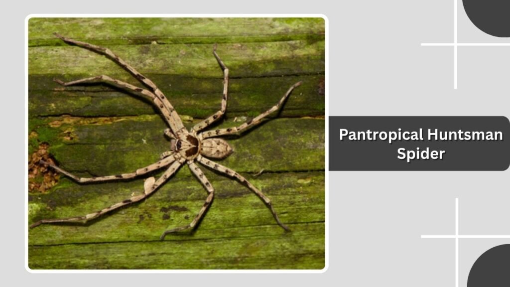 Pantropical Huntsman Spider