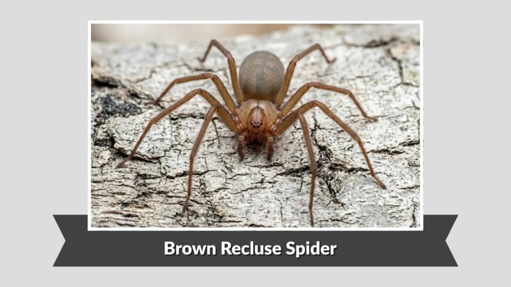 Brown Recluse Spider (Loxosceles reclusa)