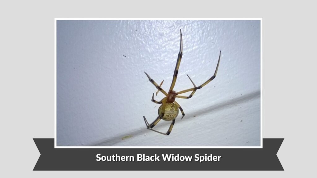 Southern Black Widow Spider (Latrodectus mactans)