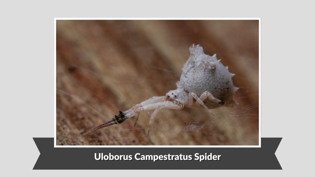 Uloborus Campestratus Spider (Uloborus campestratus)