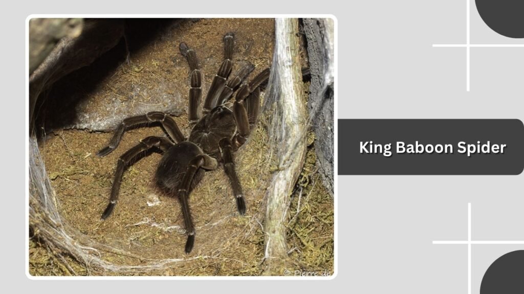 King Baboon Spider