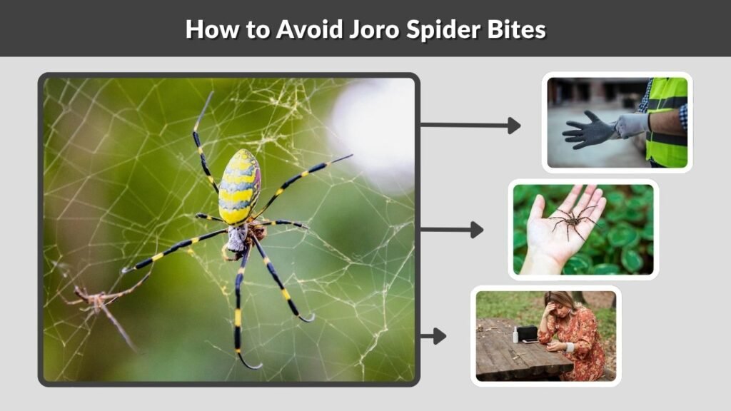 How to Avoid Joro Spider Bites